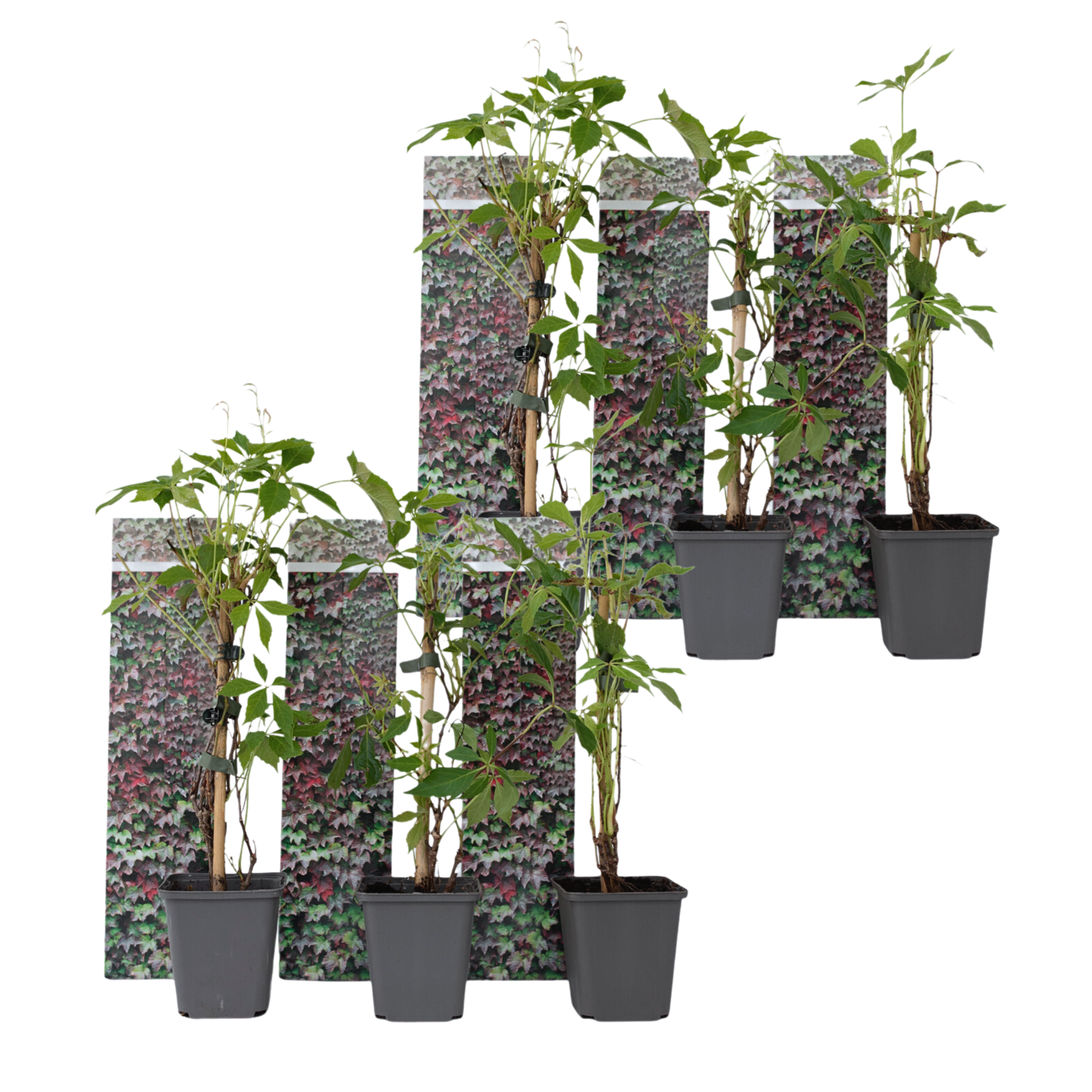 Virginia köynnös - 6 kpl - Parthenocissus quinquefolia - Korkeus 25-40cm - ⌀9cm