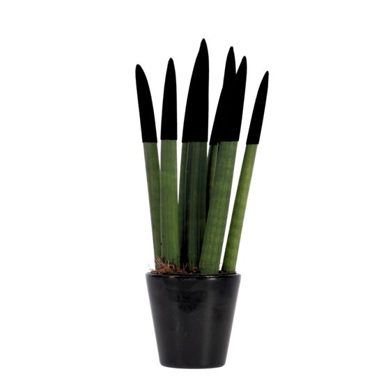 Velvet-käärmekasvi - Sansevieria cylindrica - Korkeus 20-40cm - ⌀9cm