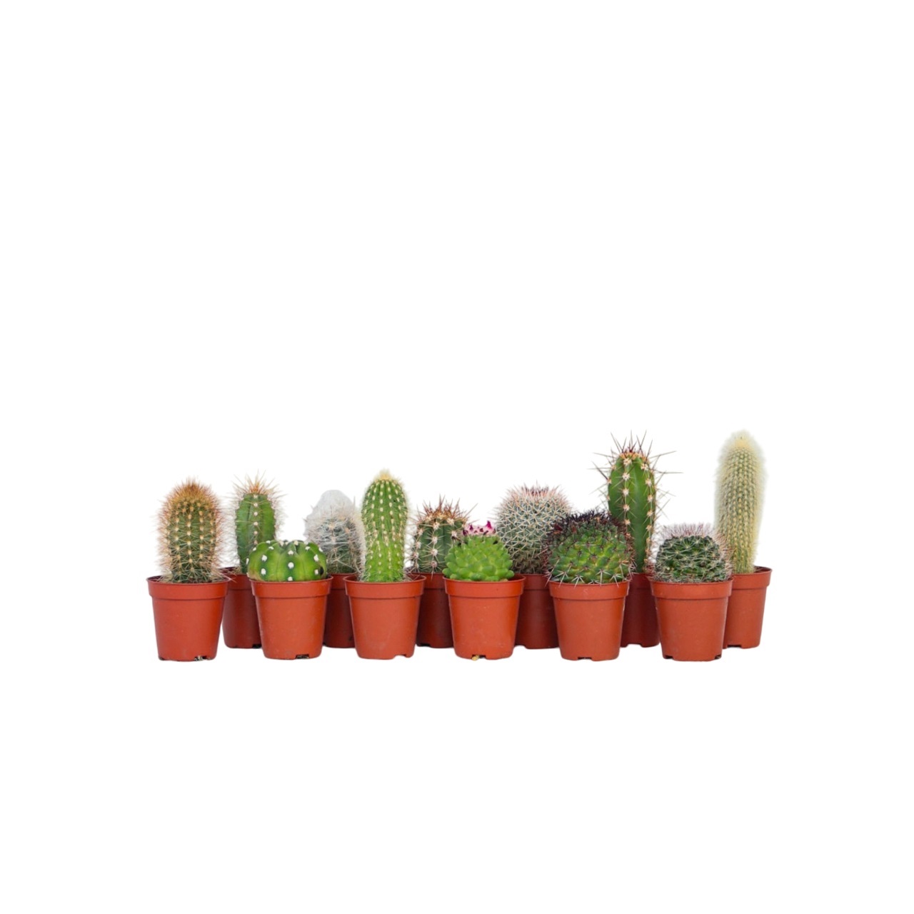 Pienet kaktukset - 12 kpl. - Kaktus - Korkeus 5-10cm - ⌀55cm
