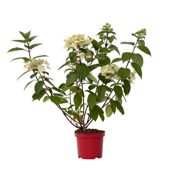 Hortensia - Hydrangea paniculata 'Wim's Red' - Korkeus 25-40cm - ⌀19cm
