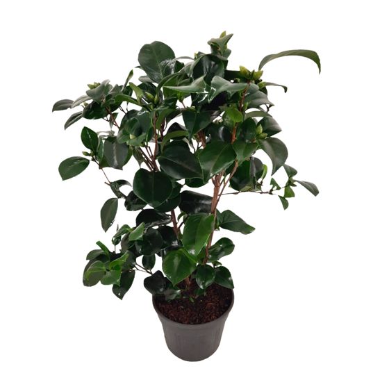 Japanin kamelia - Camellia japonica 'Lady Campbell' - Korkeus 50-60cm - ⌀15cm