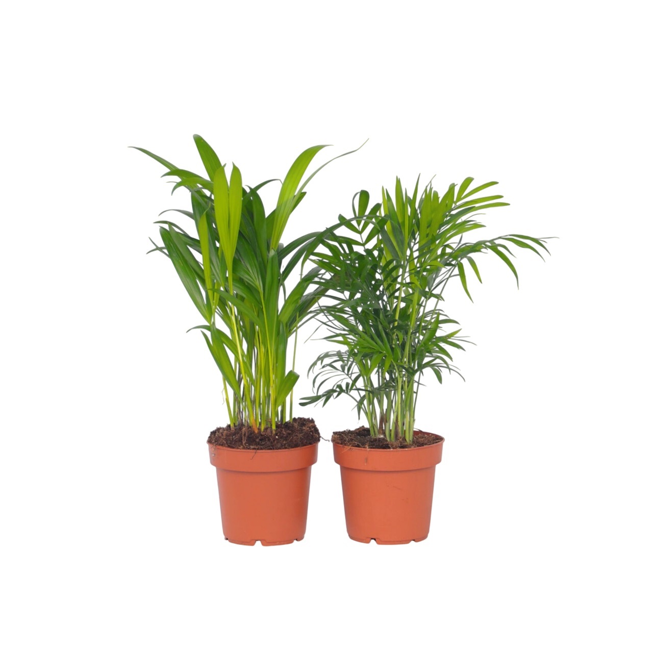 Mini sisäpalmi-sekoitus - 2 kpl - Dypsis Chamaedorea - Korkeus 25-40cm - ⌀12cm