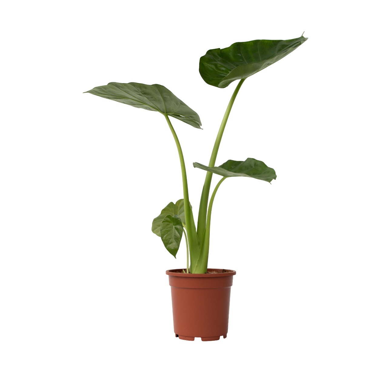 Juurakkovehka - Alocasia 'Macrorrhizos' - Korkeus 60-70cm - ⌀17cm