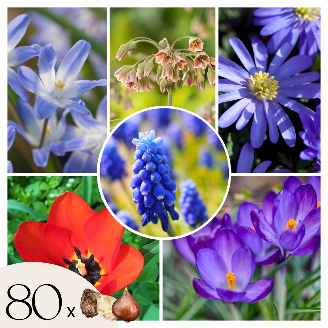 Happy Bee - 80 kpl - Anemone, Chionodoxa, Muscari, Nectaroscordum, Tulipa
