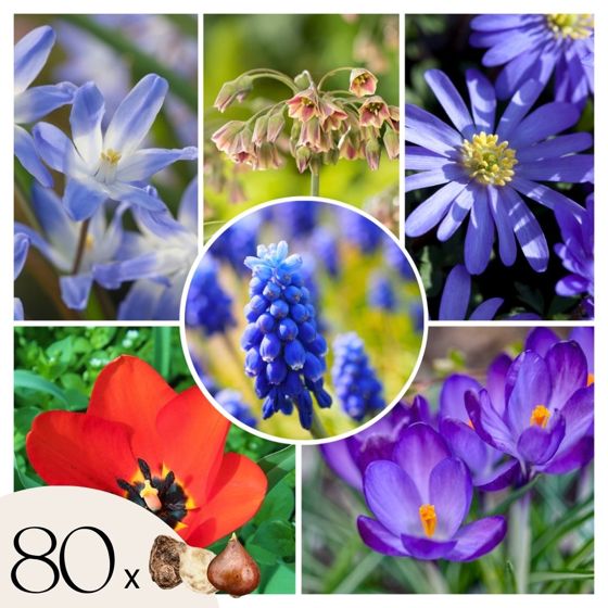 Happy Bee - 80 kpl - Anemone, Chionodoxa, Muscari, Nectaroscordum, Tulipa