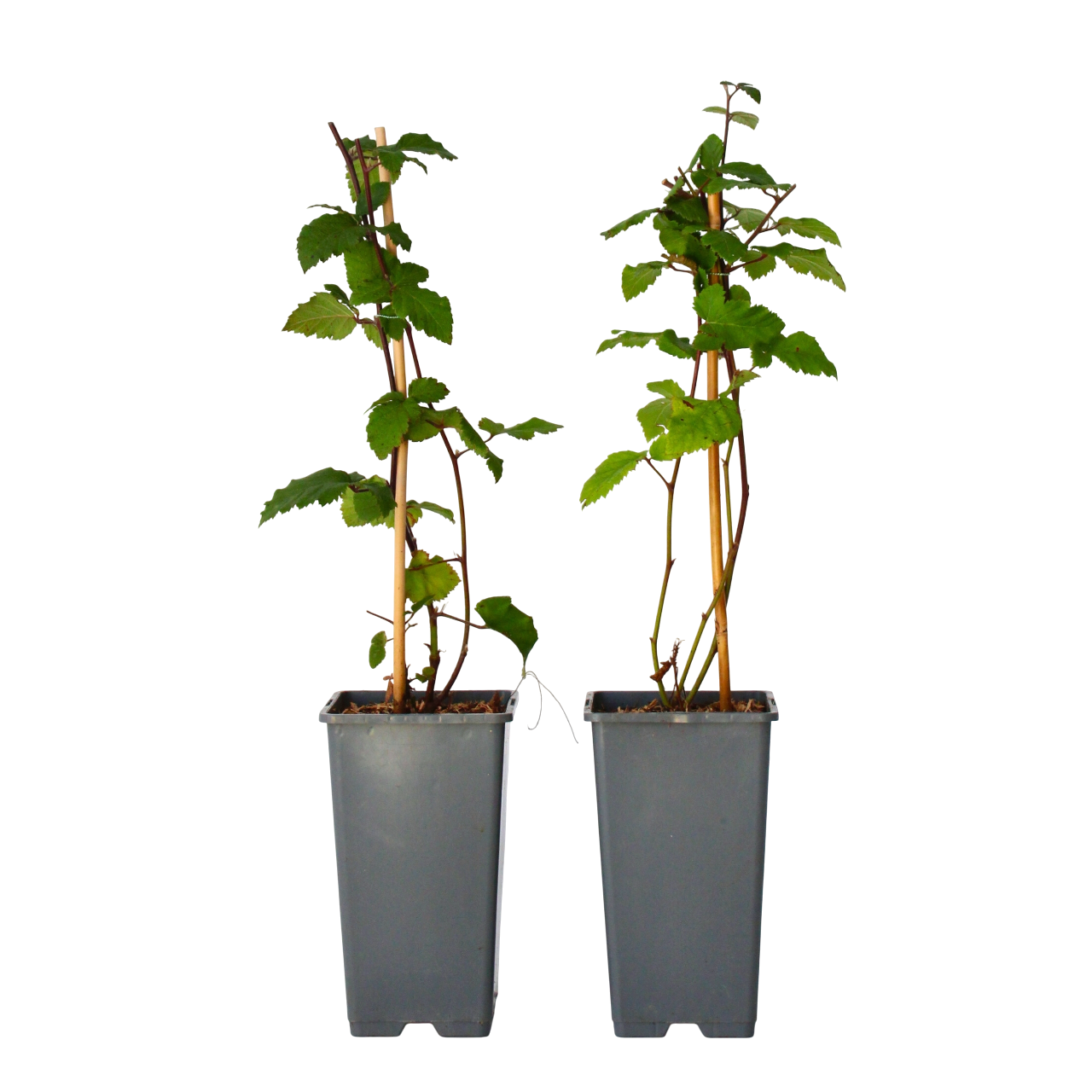 Karhunvatukka - 2 kpl - Rubus fruticosus 'Thornfree' - Korkeus 50-60 cm - ⌀15 cm
