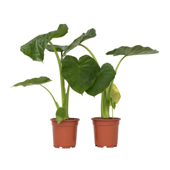 Juurakkovehka - 2 kpl - Alocasia 'Macrorrhizos' - Korkeus 60-70cm - ⌀17cm