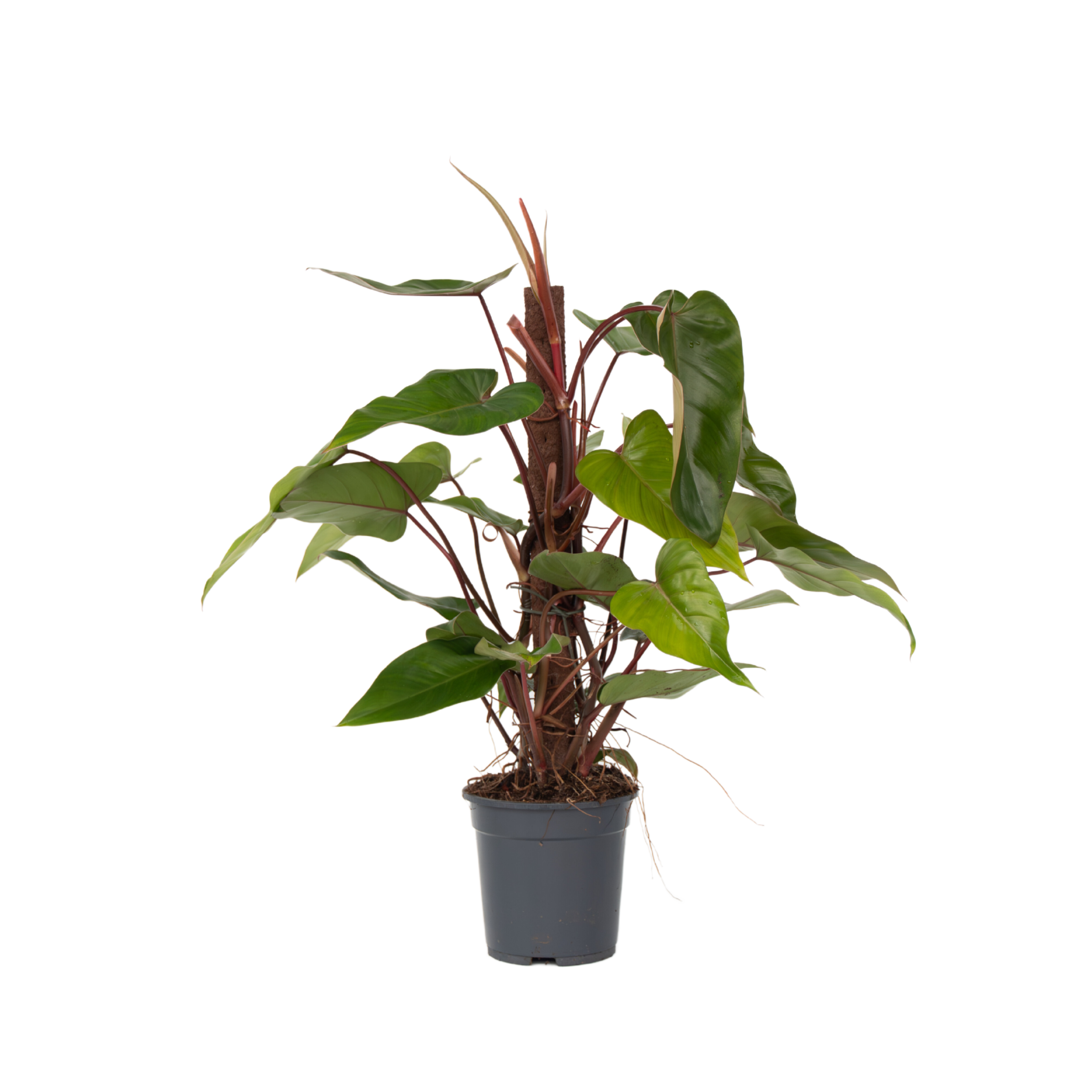 Sydänkasvi - Philodendron Red Emerald Kratiste - Korkeus 70-80cm - ⌀19cm