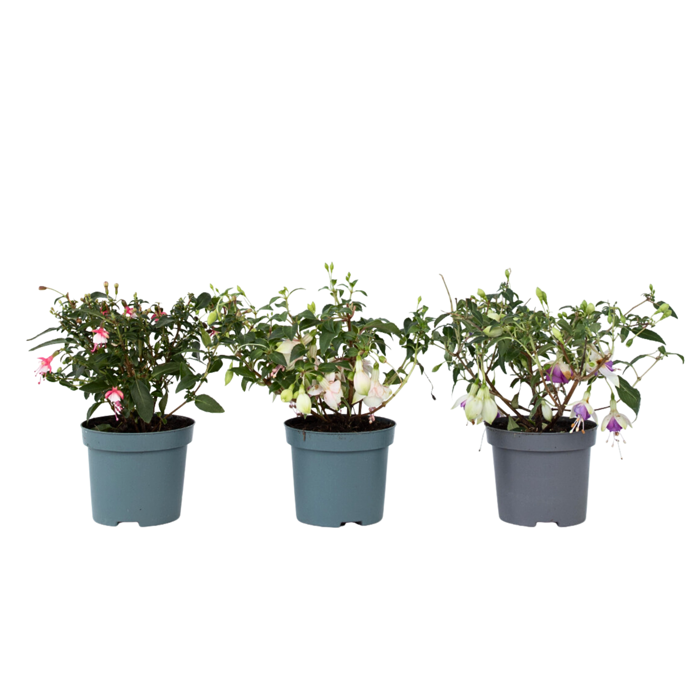 Kolibri-fuksia - 3 kpl - Fuchsia magellanica - Korkeus 10-20 cm - ⌀9 cm
