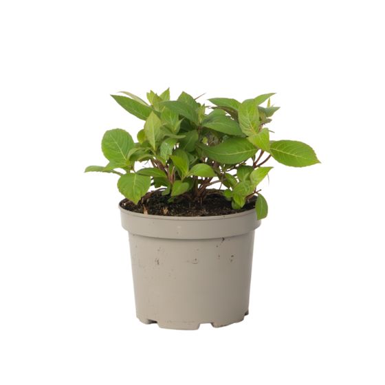 Hortensia - Hydrangea paniculata 'Magic Sunset' - Korkeus 25-40cm - ⌀19cm