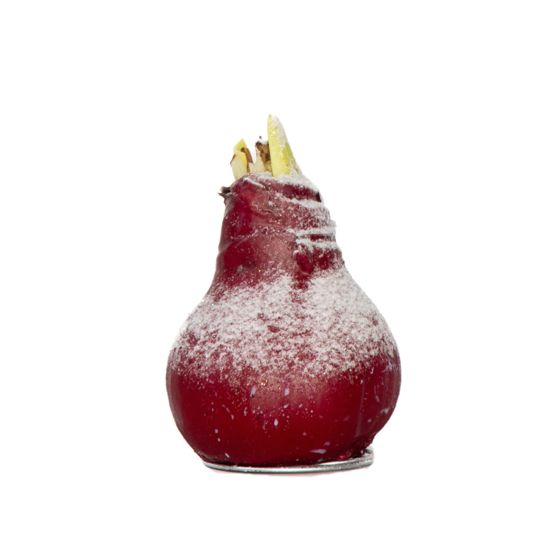 Amaryllis - Hippeastrum 'Wax Snow Red' - Kukkasipuli - Punainen