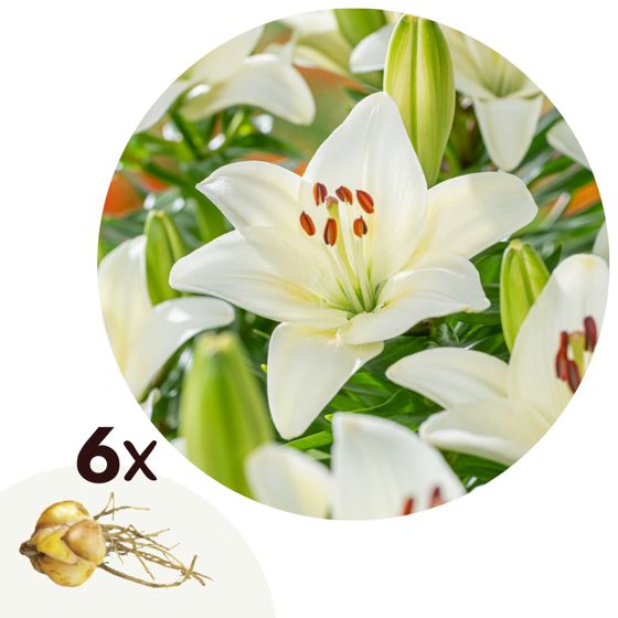 Lilja - 6 kpl - Lilium asiatic 'Happy Ice' - Juurenpalat - Valkoinen