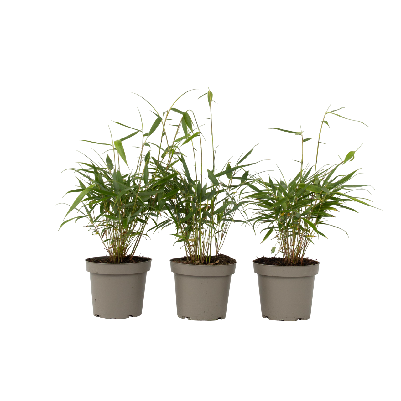 Sateenvarjobambu - 3 kpl - Fargesia 'Asian Wonder' - Korkeus 25-40cm - ⌀13cm