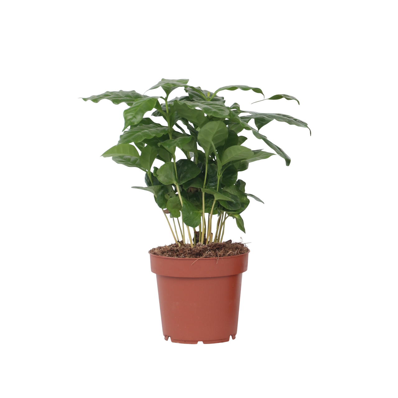 Kahvipensas - Coffea arabica - Korkeus 25-40 cm - ⌀12 cm