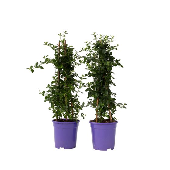Kalifornian Lilja - 2 kpl - Ceanothus thyrsiflorus Repens - K60-70cm - ⌀17cm