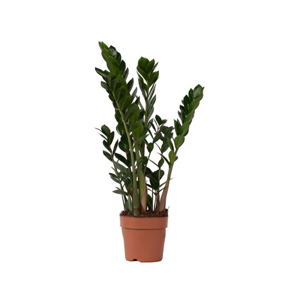 ZZ-kasvi - Zamioculcas zamiifolia - Korkeus 55-65cm - ⌀17cm