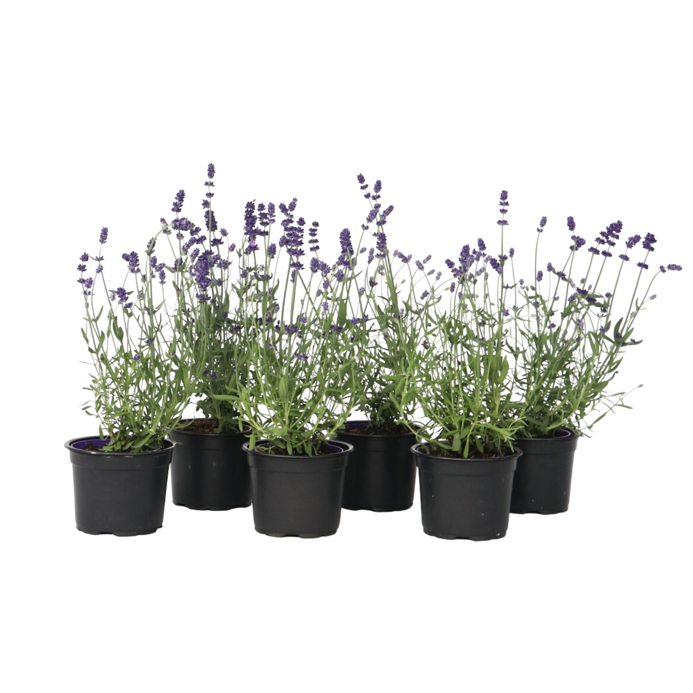 Laventeli - 6 kpl - Lavandula angustifolia - Korkeus 10-15cm - ⌀10,5cm