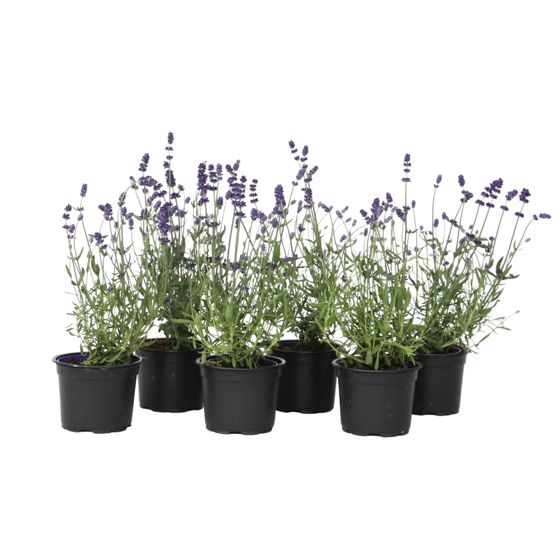 Laventeli - 6 kpl - Lavandula angustifolia - Korkeus 10-15cm - ⌀10,5cm