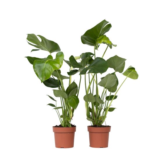 Sveitsiläinen juustokasvi - 2 kpl - Monstera deliciosa - Korkeus 50-60cm - ⌀17cm
