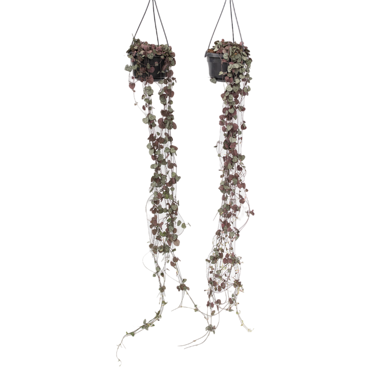 Sydänten ketju - 2 kpl - Ceropegia linearis Woodii - Korkeus 20-30cm - ⌀14cm