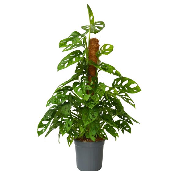 Mini juustomonstera - Monstera adansonii 'Monkey Mask' - Korkeus 60-70cm - ⌀16cm