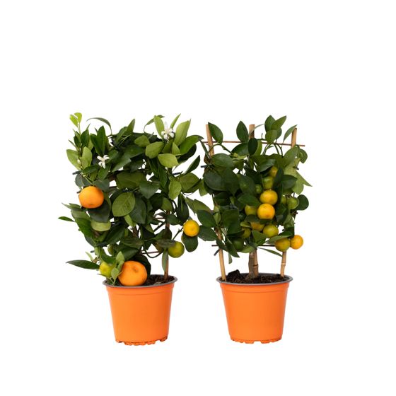 Kalamansi-lime - 2 kpl - Citrus mitis 'Calamondin' - Korkeus 35-40 cm - ⌀14 cm
