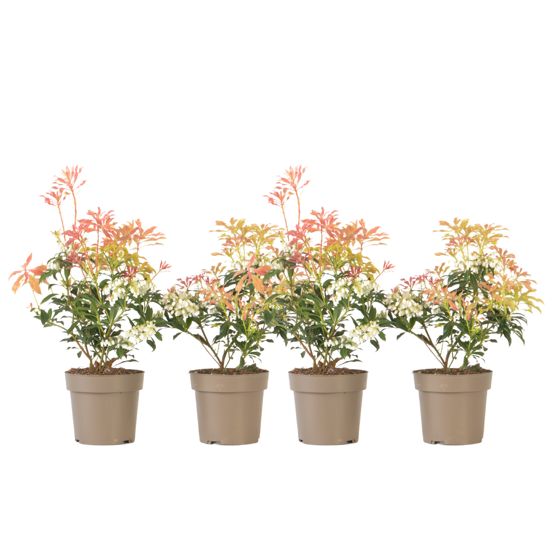 Japanin andromeda - 4 kpl. - Pieris 'Forest Flame' - Korkeus 25-40cm - ⌀17cm