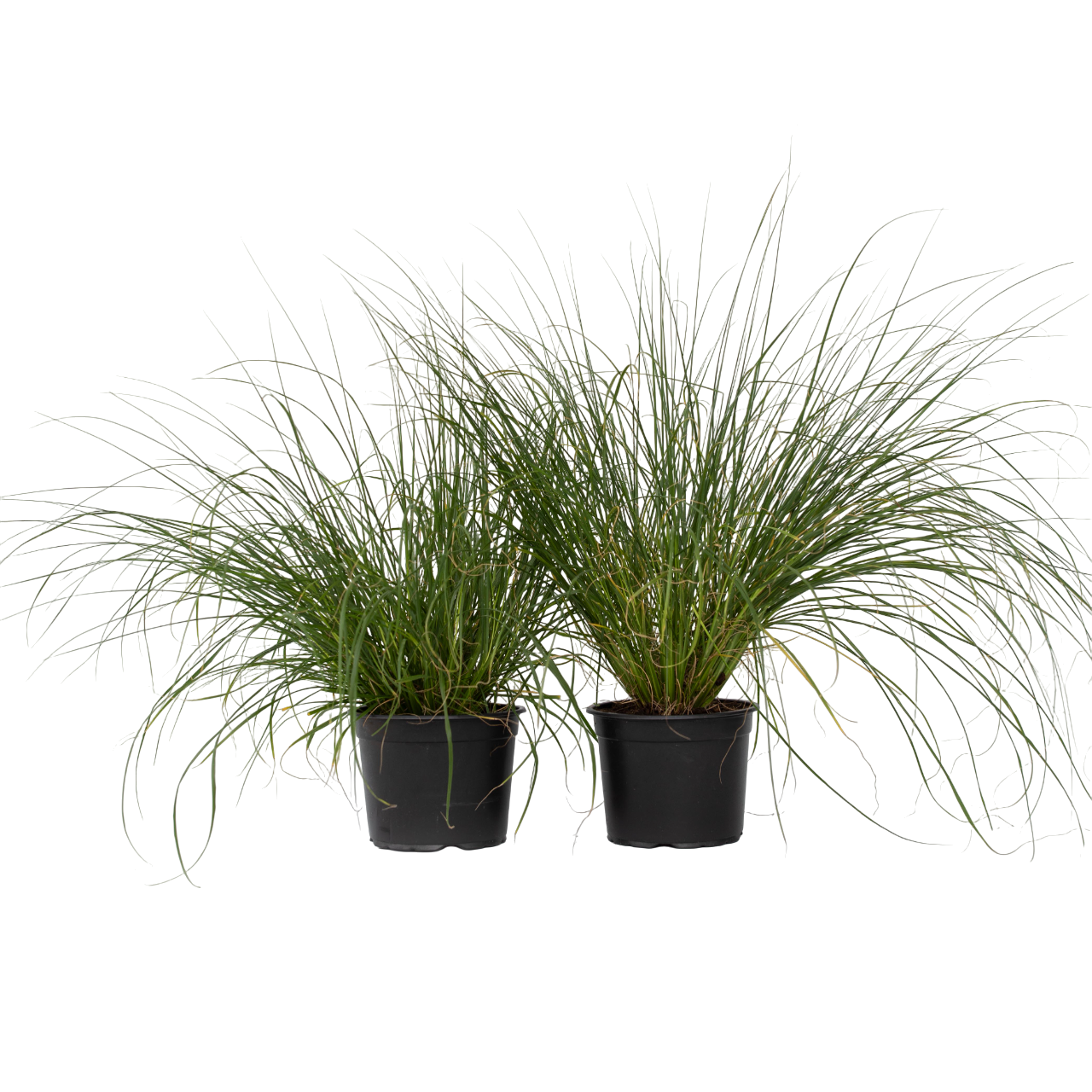 Suihkuheinä - 2 kpl - Pennisetum alopecuroides 'Hameln' - K20-30cm - ⌀23cm