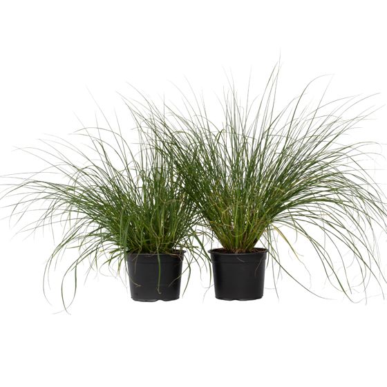 Suihkuheinä - 2 kpl - Pennisetum alopecuroides 'Hameln' - K20-30cm - ⌀23cm