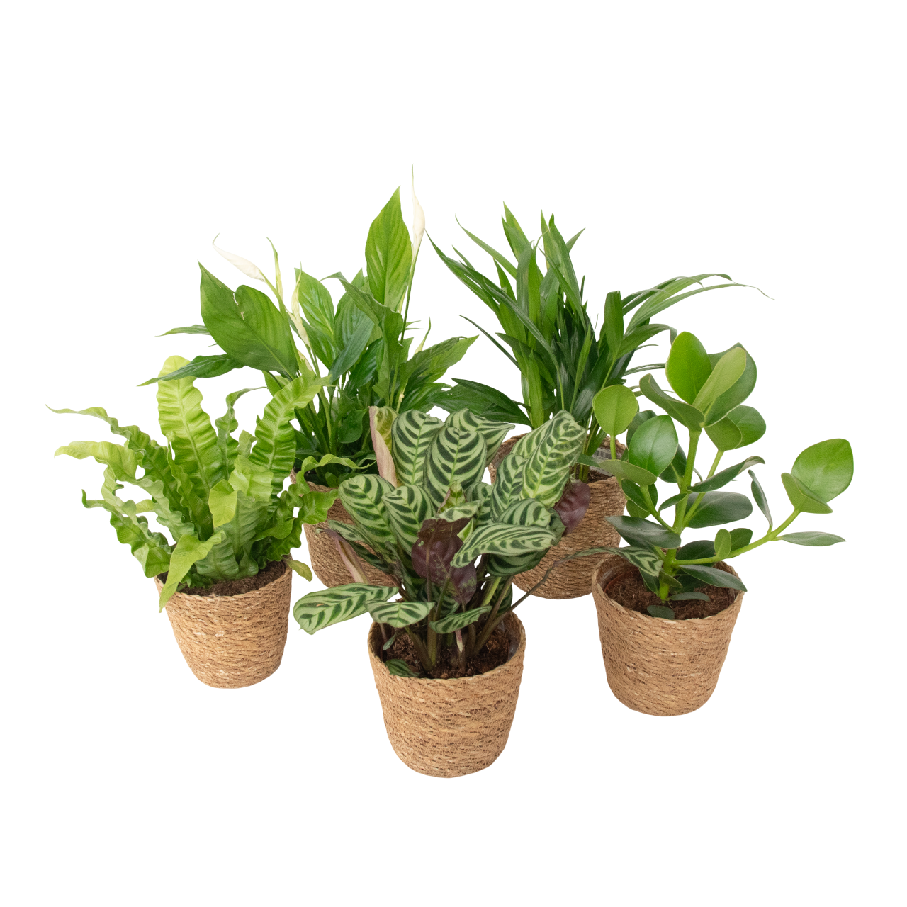 Ilmaa puhdistava sekoitus - 5 kpl - Sisältää korin - Korkeus 25-40cm - ⌀12cm