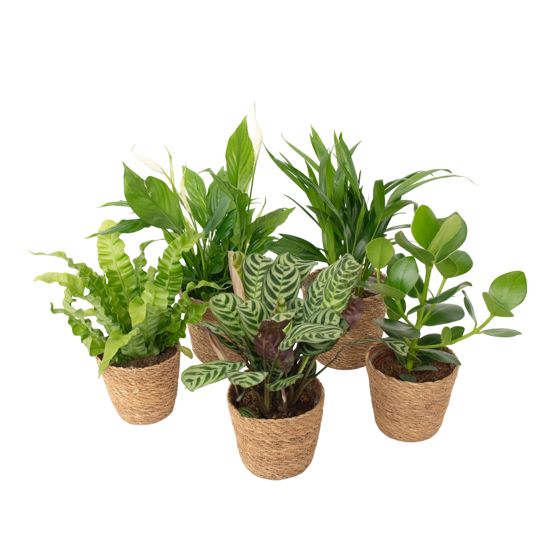 Ilmaa puhdistava sekoitus - 5 kpl - Sisältää korin - Korkeus 25-40cm - ⌀12cm