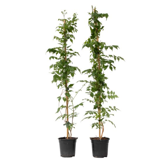 Torviviini - 2 kpl - Campsis taglibuana 'Mme Galen' - Korkeus 110-120cm - ⌀17cm