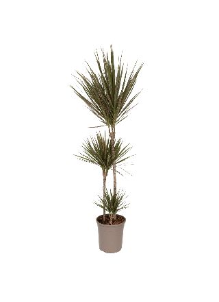 Madagaskarin lohikäärmepuu - Dracaena marginata 'Bicolor' - K110-130cm - ⌀24cm