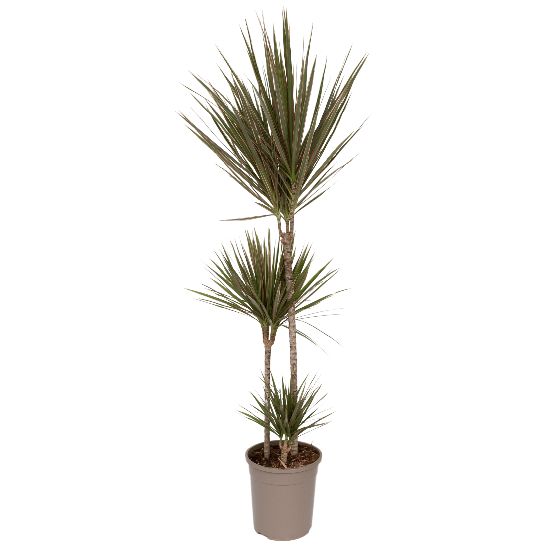 Madagaskarin lohikäärmepuu - Dracaena marginata 'Bicolor' - K110-130cm - ⌀24cm