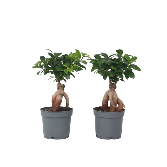 Verhotammi - 2 kpl - Ficus microcarpa - Korkeus 30-40cm - ⌀12cm