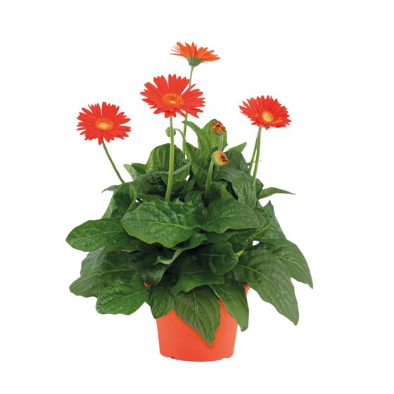 Gerbera garvinea - Oranssi - Korkeus 45-60 cm - ⌀19 cm