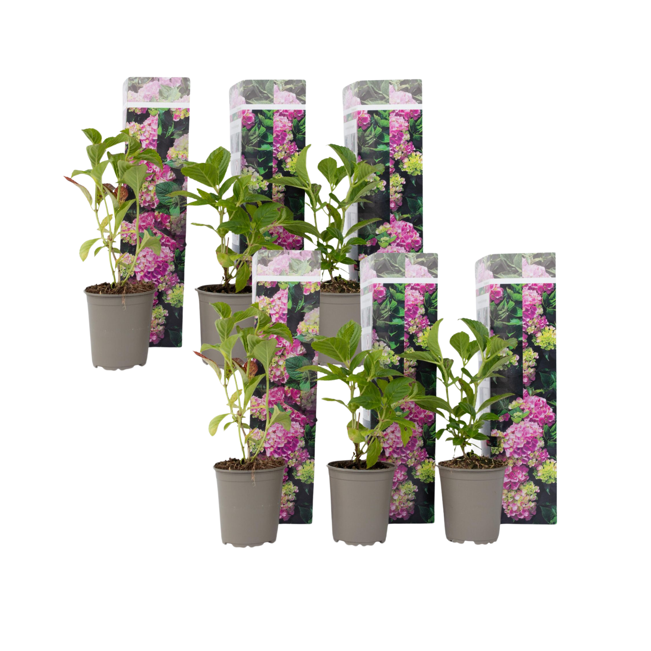 Hortensia - 6 kpl - Hydrangea macrophylla 'Early Pink' - Korkeus 25-40cm - ⌀9cm