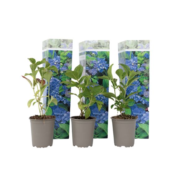 Hortensia - 3 kpl - Hydrangea macrophylla 'Early Blue' - Korkeus 25-40cm - ⌀9cm