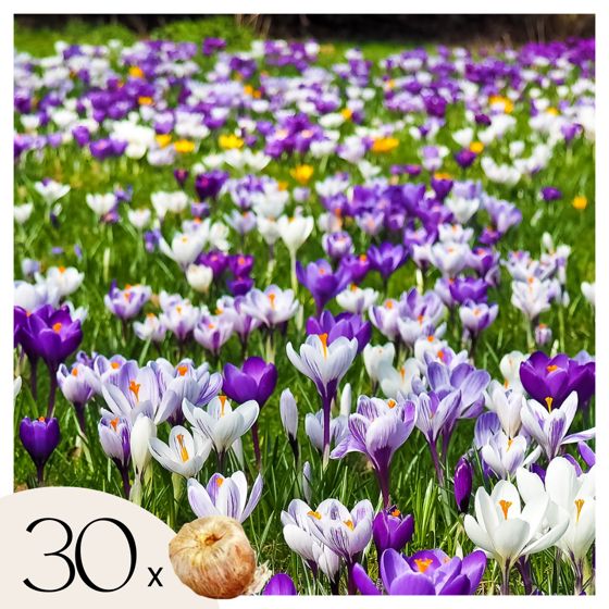 Krookussipulit - 30 kpl - Crocus 'Large Flowering Mix' - Kukkasipulit