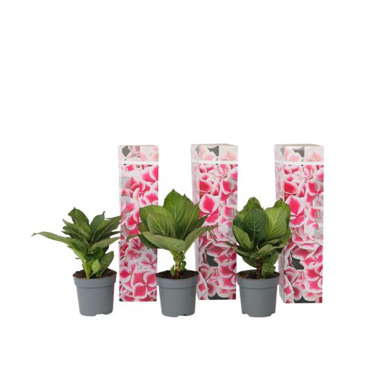 Hortensia - 3 kpl - Hydrangea macrophylla 'Camilla' - Korkeus 25-40cm - ⌀9cm