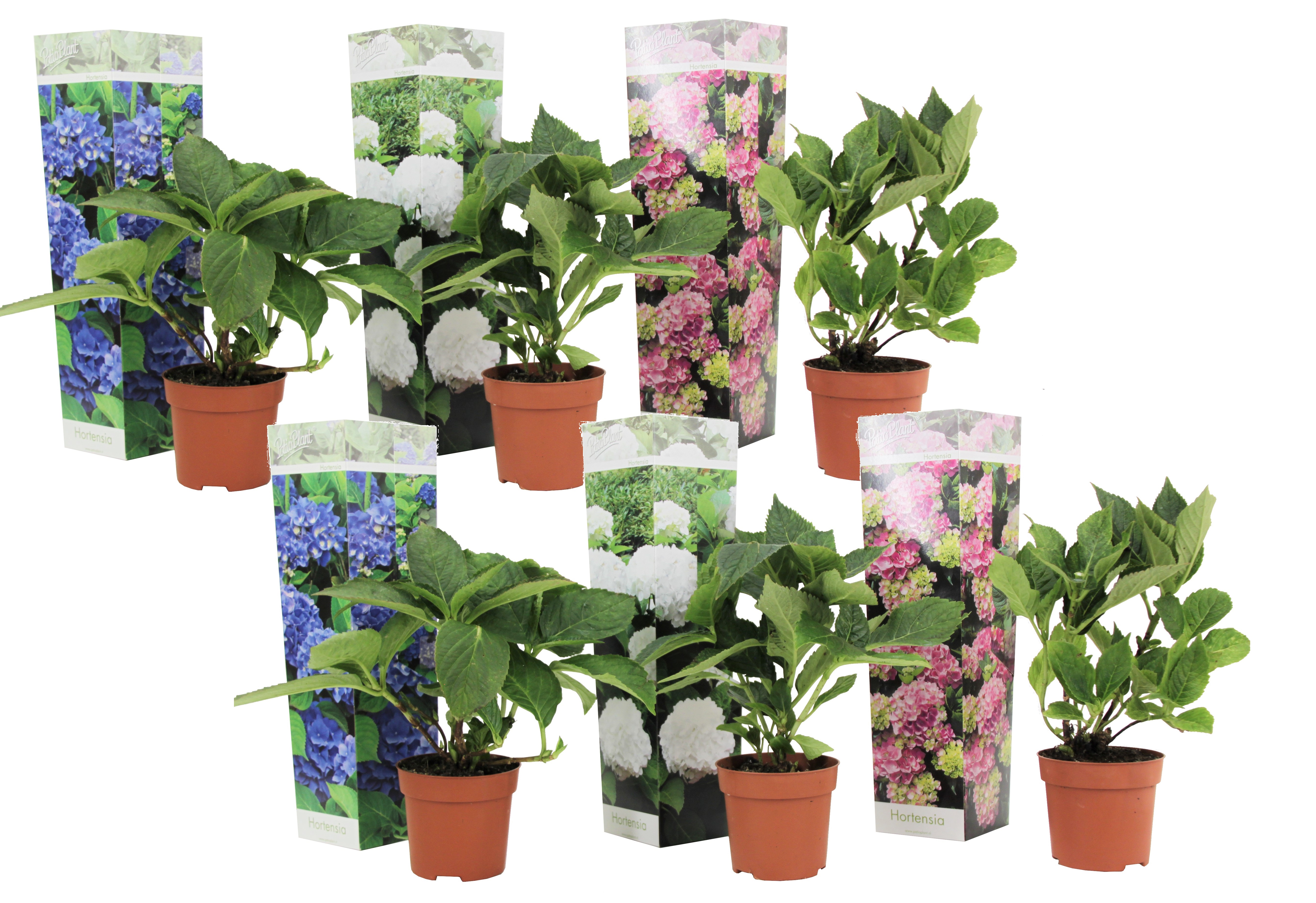 Hortensia - 6 kpl - Hydrangea macrophylla - Korkeus 25-40cm - ⌀105cm