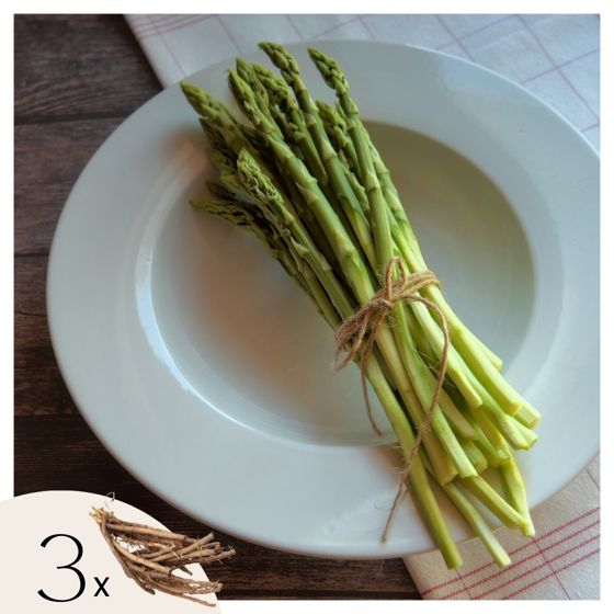 Saniaisen juurakot - 3 kpl - Asparagus 'Gijnlim' - Juurenpalat - Vihreä