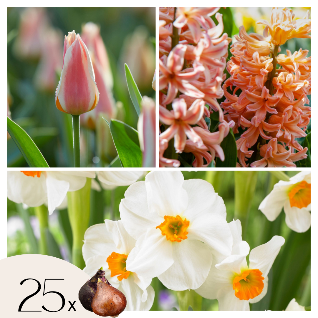 Sipulit Peach Blush - 25 kpl - Narcissus Tulipa Hyacinthus - Kukkasipulit