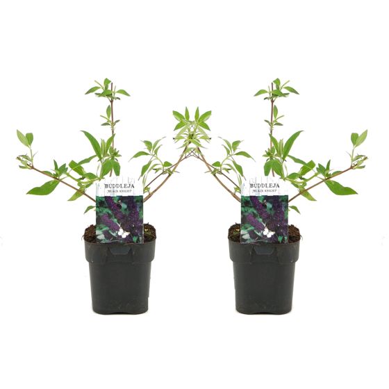 Kesäsyreeni - 2 kpl - Buddleja davidii 'Black Knight' - Korkeus 30-40cm - ⌀17cm