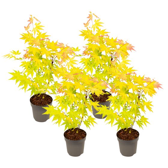 Japanin vaahtera - 4 kpl - Acer palmatum 'Orange Dream' - K25-40cm - ⌀10,5cm