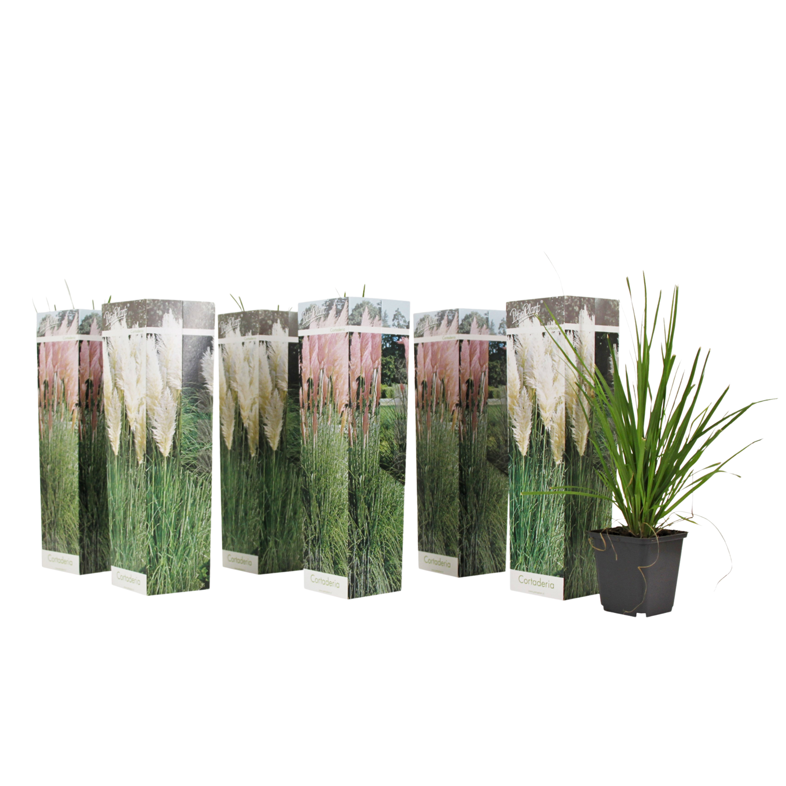 Pampasheinä - 6 kpl - Cortaderia selloana - Korkeus 25–40cm - ⌀9cm