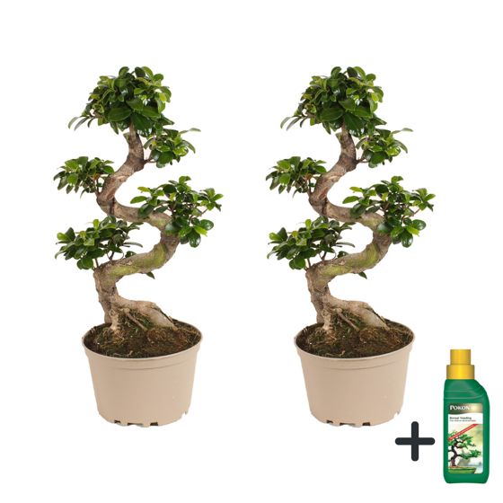 Verhotammi - 2 kpl - Ficus microcarpa 'ginseng' - Korkeus 60-70cm - ⌀22cm