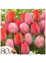 Tulppaaninsipulit - 80 kpl - Tulipa 'Salmon', 'Van Eijk' - Punainen