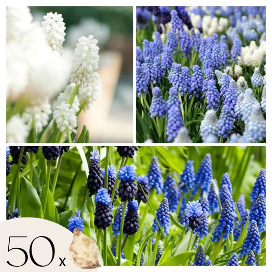 Helmililjat - 50 kpl - Muscari 'Magic Mix' - Kukkasipulit