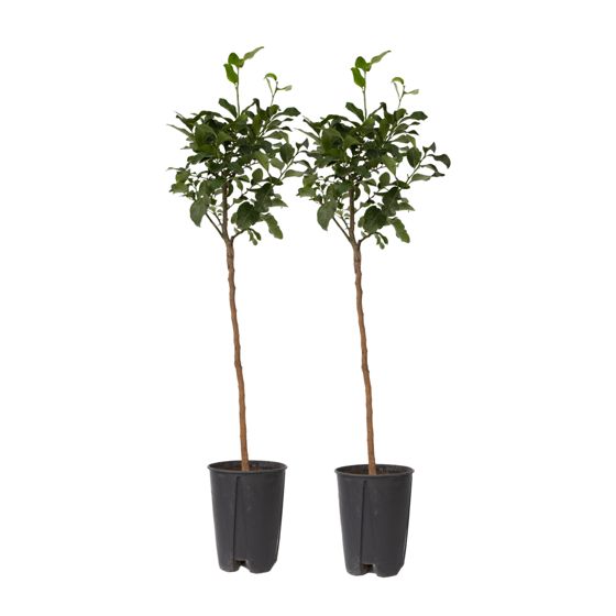 Sitruunapuu - 2 kpl - Citrus limon - Korkeus 100-120 cm - ⌀19 cm